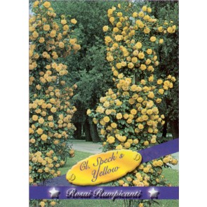 Τριανταφυλλιά αναρριχώμενη Cl Specks Yellow