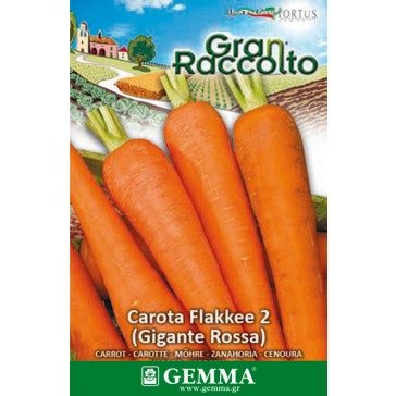 Καρότο Flakkee2, σπόρος