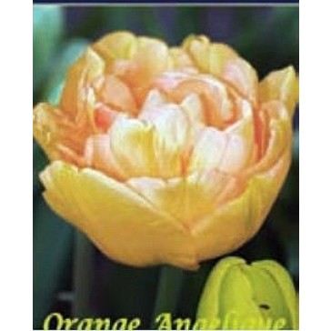 Τουλίπα "Orange Angelique"