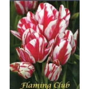 Τουλίπα "Flaming Club"